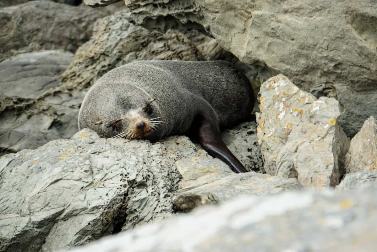 neuseeland-blenheim-kaikoura-3